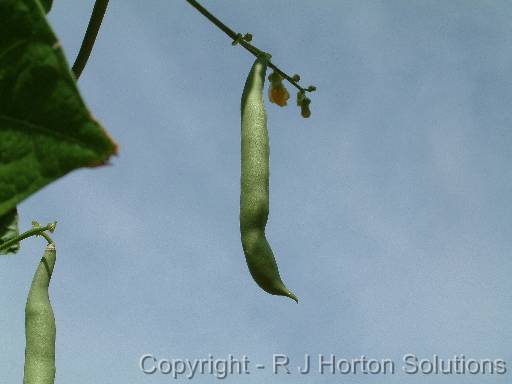 Bean - Climbing 